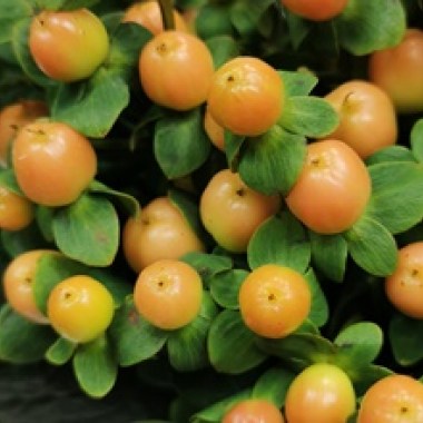 thumb_271x220_Hypericum Peach Mellow Romance (1)
